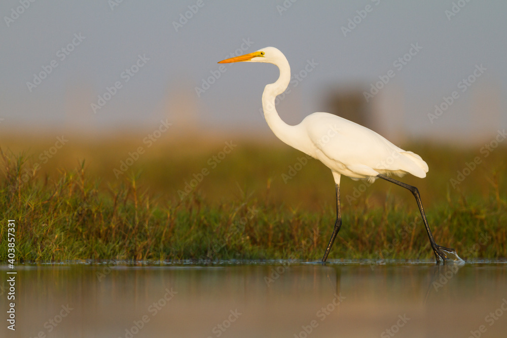 Fototapeta premium Grote Zilverreiger, Great White Egret, Ardea alba alba