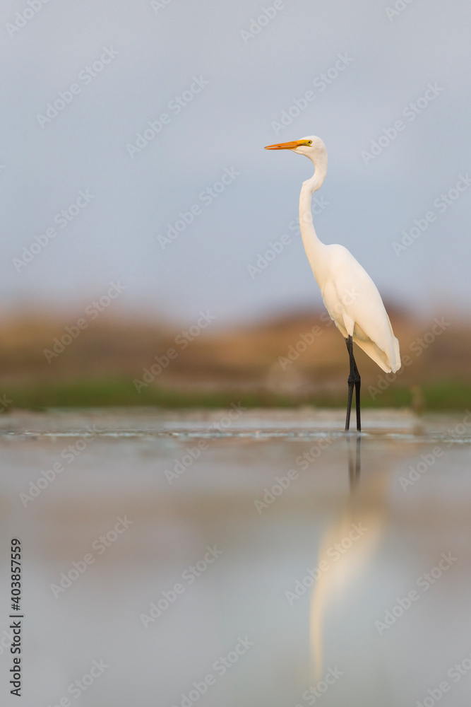 Grote Zilverreiger, Great White Egret, Ardea alba alba Grote Zilverreiger, Great White Egret, Ardea alba alba