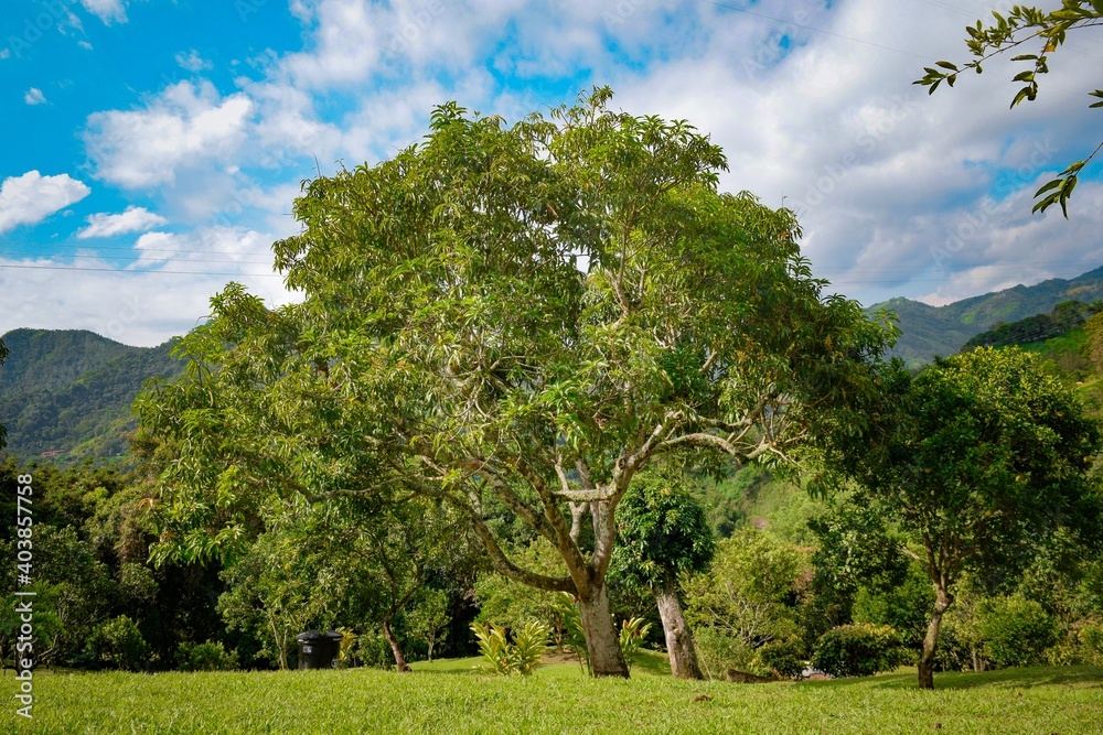 landscape with trees