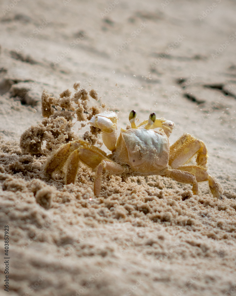 Balneário Gaivota, Santa Catarina, Brazil, January 2021. Crab maria flour cleaning its hole in a movement of throwing the sand up on a beach on a sunny day. Balneário Gaivota, Santa Catarina, Brazil, January 2021. Crab maria flour cleaning its hole in a movement of throwing the sand up on a beach on a sunny day.