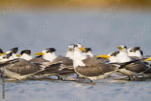 Grote Kuifstern, Greater Crested Tern, Thalasseus bergii velox photo