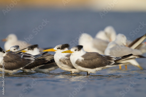 Grote Kuifstern, Greater Crested Tern, Thalasseus bergii velox photo