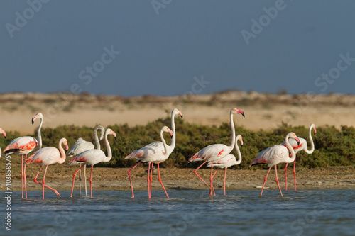 Greater Flamingo; Phoenicopterus roseus,