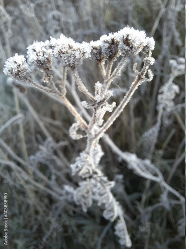 Die Frostpflanze
