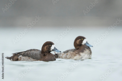 Toppereend, Greater Scaup, Aythya marila photo