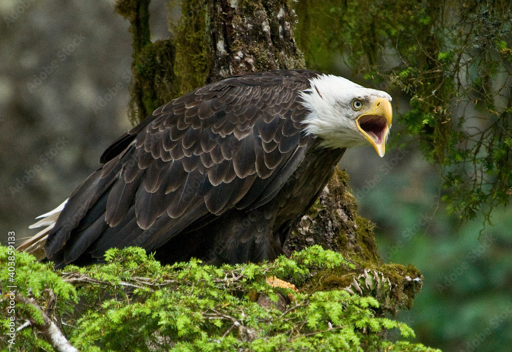 Bald Eagle Calling to Another Eagle, Alaska Bald Eagle Calling to Another Eagle, Alaska