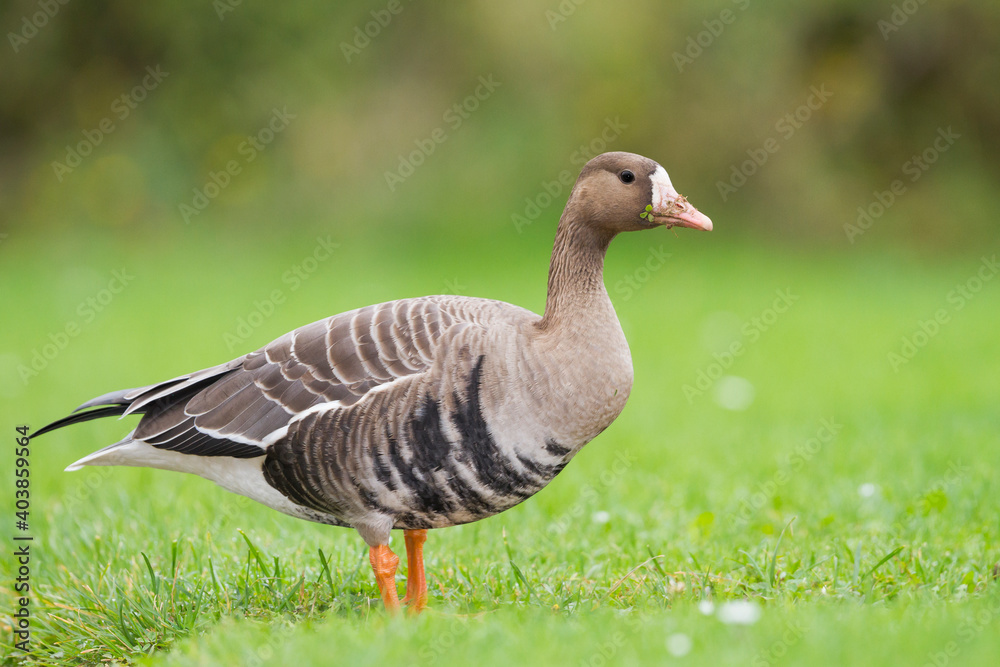 Kolgans, Greater White-fronted Goose, Anser albifrons albifrons Kolgans, Greater White-fronted Goose, Anser albifrons albifrons