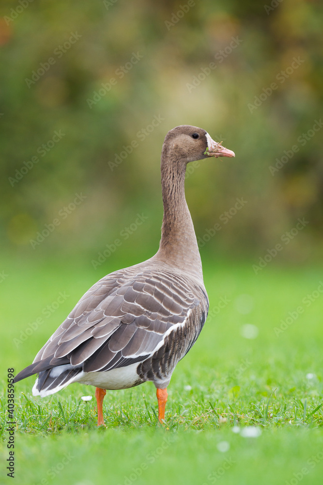 Kolgans, Greater White-fronted Goose, Anser albifrons albifrons Kolgans, Greater White-fronted Goose, Anser albifrons albifrons