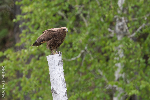 Bastaardarend, Greater Spotted Eagle, Aquila clanga photo