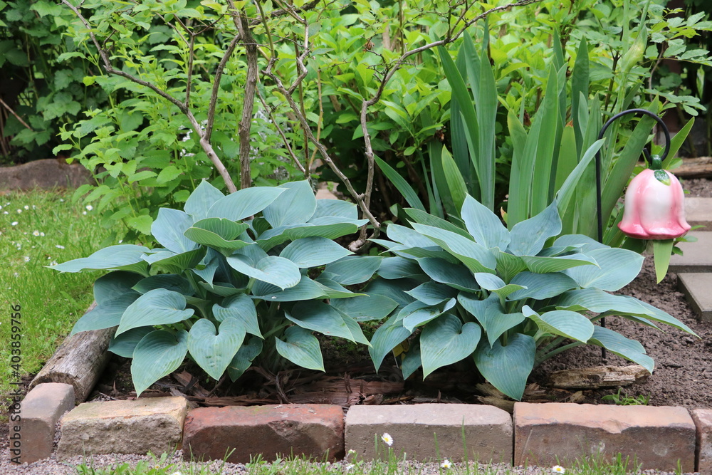 Obraz premium Green Hosta Sieboldiana in the garden