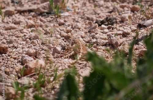 Two gray-brown agams on the ground during mating. Lizards in the desert on a sunny summer day.