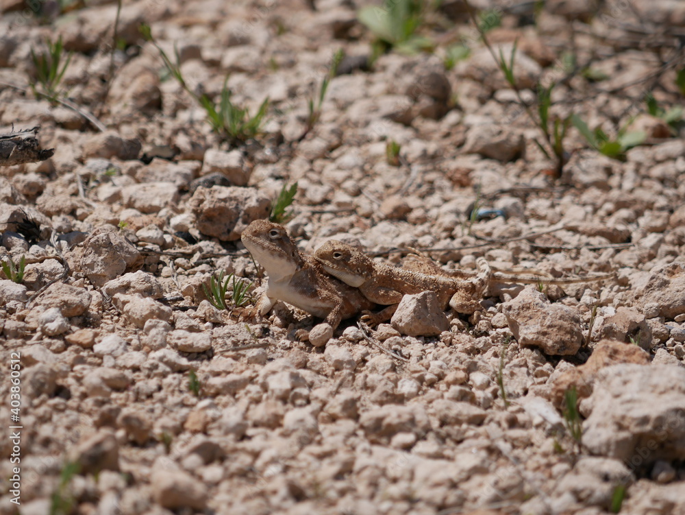 Two gray-brown agams on the ground during mating. Lizards in the desert on a sunny summer day. Two gray-brown agams on the ground during mating. Lizards in the desert on a sunny summer day.
