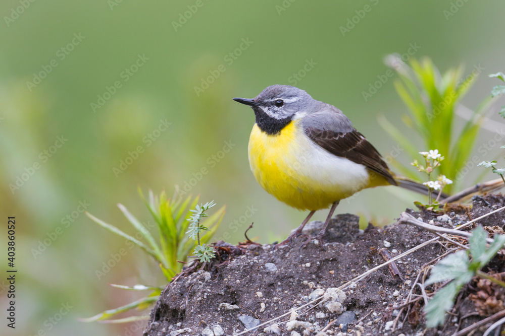 Grote Gele Kwikstaart, Grey Wagtail, Motacilla cinerea cinerea Grote Gele Kwikstaart, Grey Wagtail, Motacilla cinerea cinerea