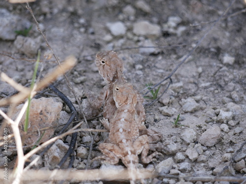 Two gray-brown agams on the ground during mating. Lizards in the desert on a sunny summer day.