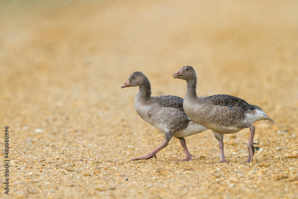 Grauwe Gans, Greylag Goose, Anser anser