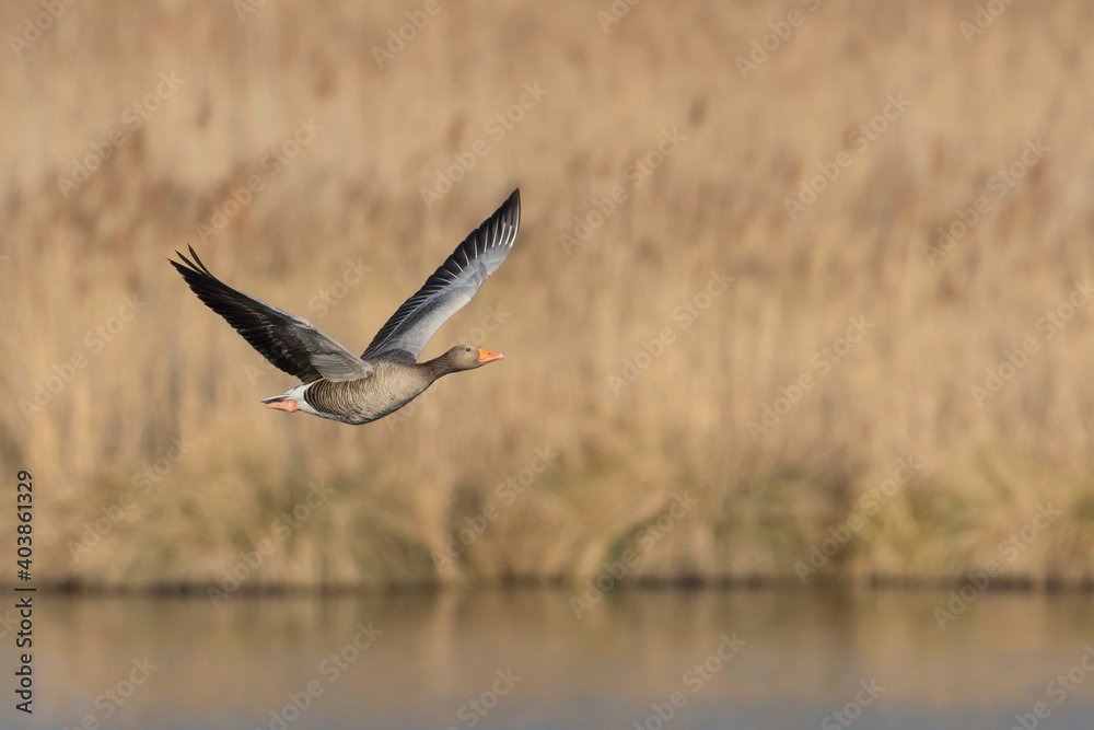 Grauwe Gans, Greylag Goose, Anser anser Grauwe Gans, Greylag Goose, Anser anser