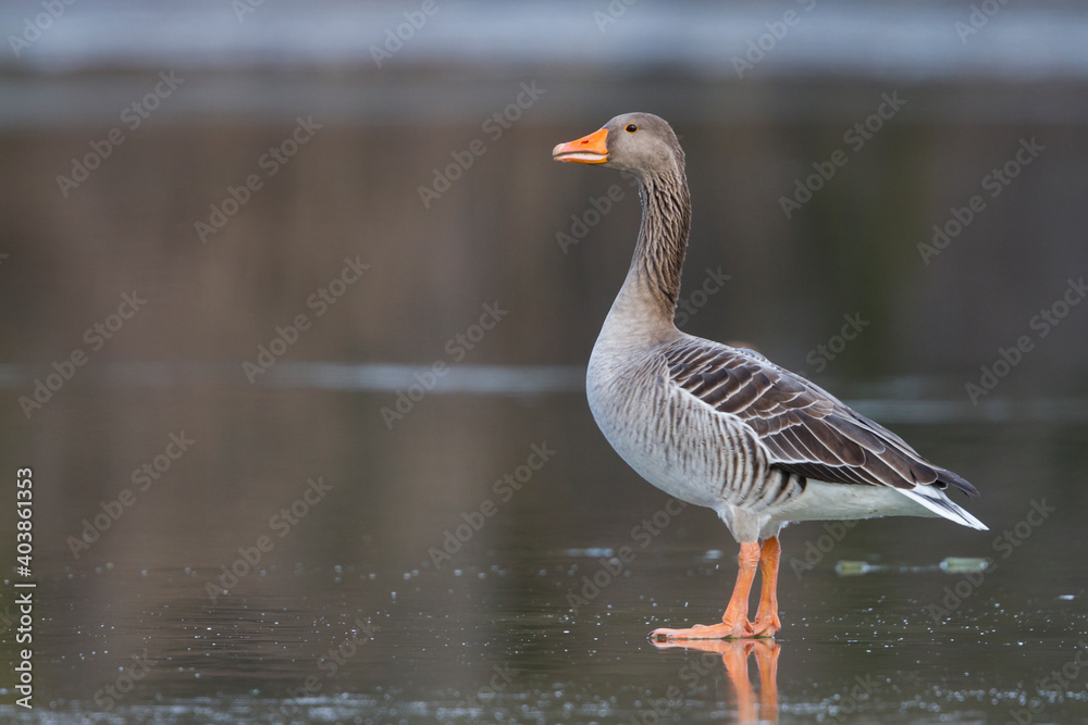 Grauwe Gans, Greylag Goose, Anser anser Grauwe Gans, Greylag Goose, Anser anser