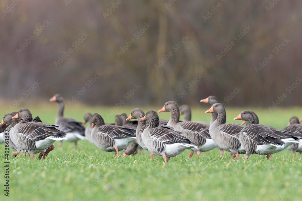 Grauwe Gans, Greylag Goose, Anser anser