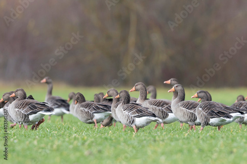 Obraz na płótnie Grauwe Gans, Greylag Goose, Anser anser w salonie