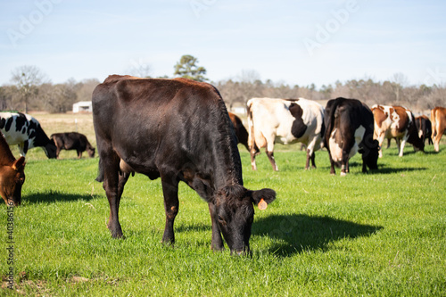 Fototapeta Naklejka Na Ścianę i Meble -  cows on the meadow