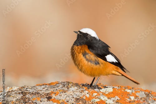 Witkruinroodstaart, Güldenstädt's Redstart, Phoenicurus erythrogastrus grandis photo