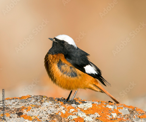 Witkruinroodstaart, Güldenstädt's Redstart, Phoenicurus erythrogastrus grandis photo