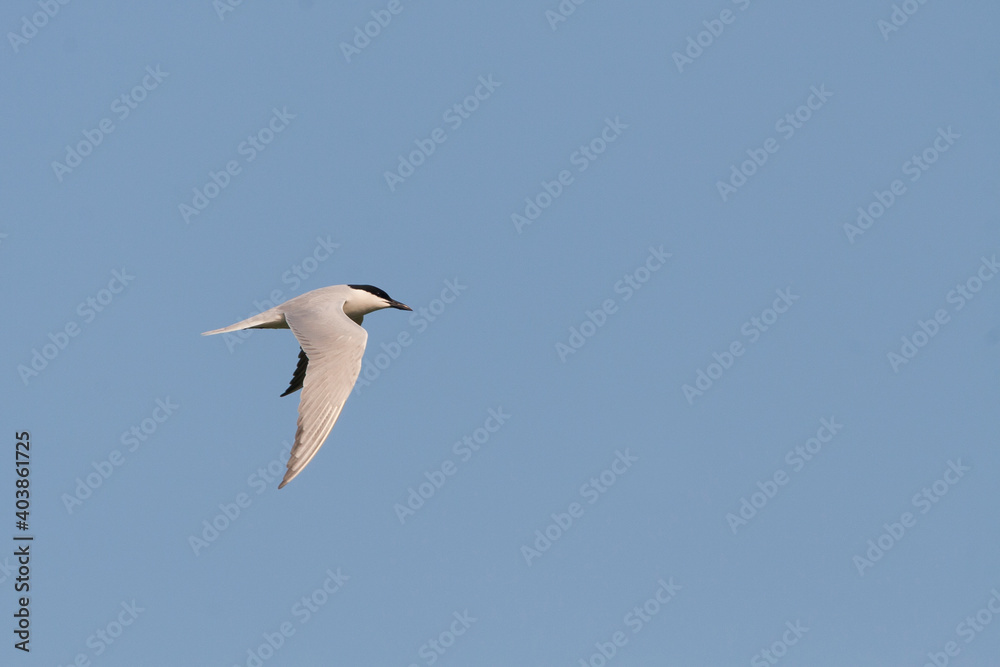 Lachstern, Gull-billed Tern, Gelochelidon nilotica Lachstern, Gull-billed Tern, Gelochelidon nilotica