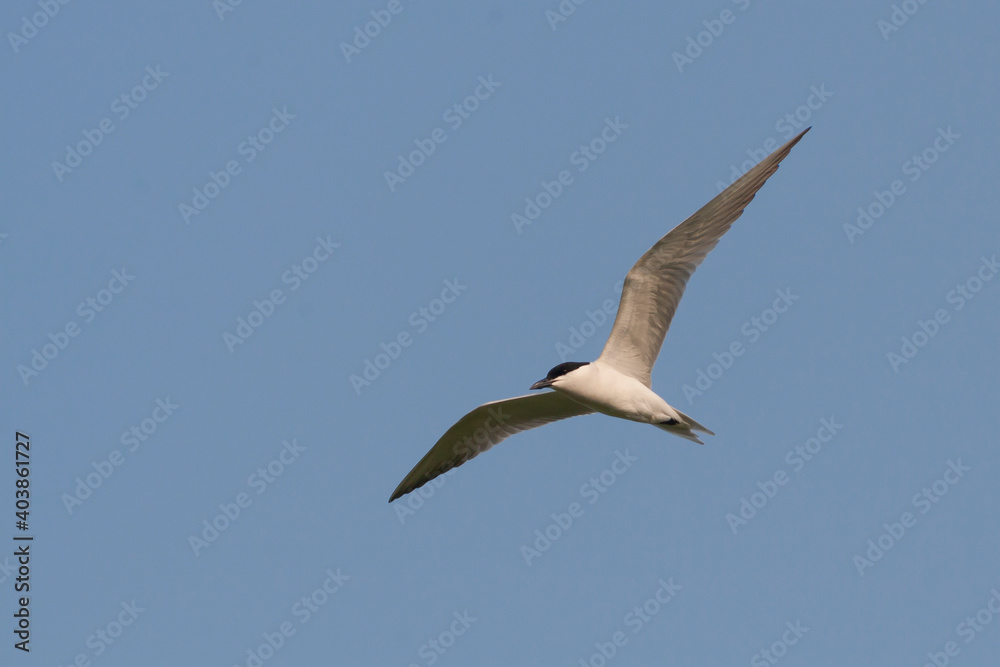 Lachstern, Gull-billed Tern, Gelochelidon nilotica Lachstern, Gull-billed Tern, Gelochelidon nilotica