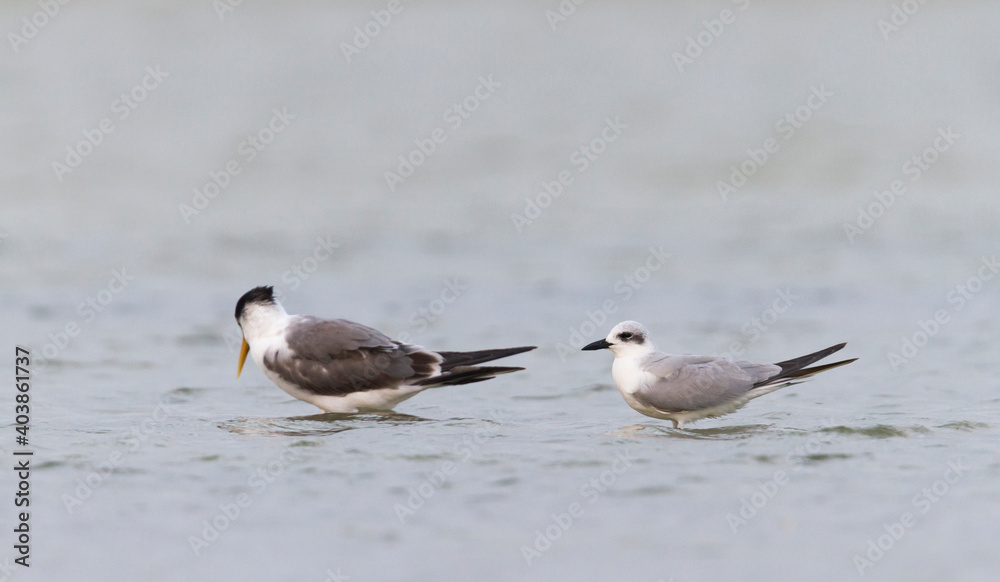 Fototapeta premium Lachstern, Gull-billed Tern, Gelochelidon nilotica