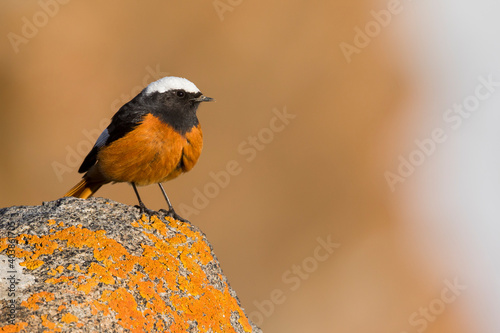 Witkruinroodstaart, Güldenstädt's Redstart, Phoenicurus erythrogastrus grandis photo