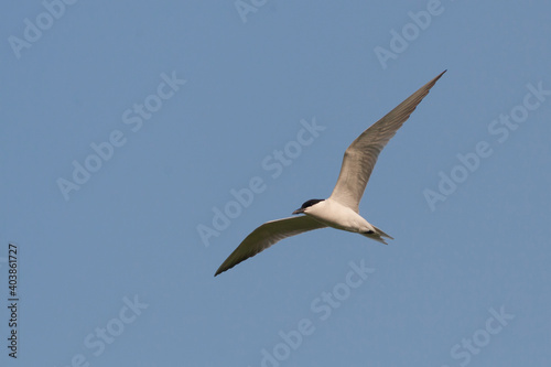 Lachstern, Gull-billed Tern, Gelochelidon nilotica