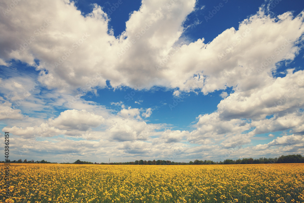Blossoming rapeseed field with beautiful cloudy sky in spring