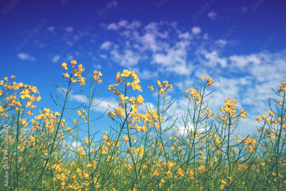 Blooming rapeseed field. Flowers against the blue sky