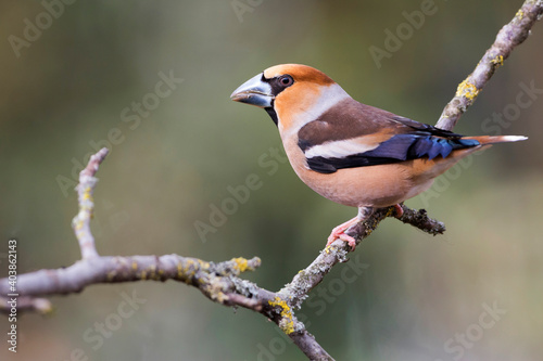 Appelvink, Hawfinch, Coccothraustes coccothraustes © AGAMI