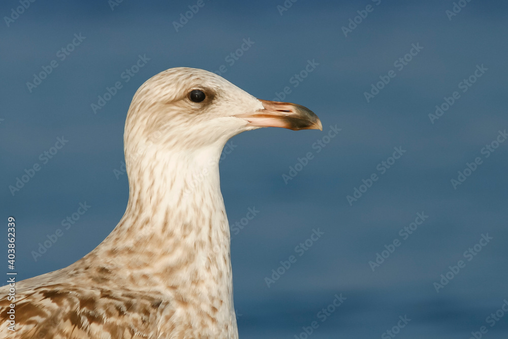 Zilvermeeuw, European Herring Gull, Larus argentatus Zilvermeeuw, European Herring Gull, Larus argentatus