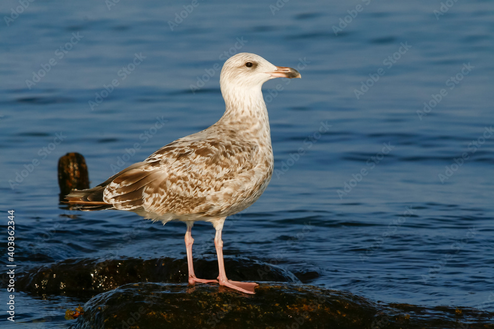 Zilvermeeuw, European Herring Gull, Larus argentatus Zilvermeeuw, European Herring Gull, Larus argentatus