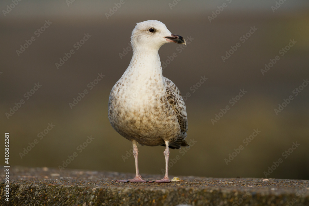 Zilvermeeuw, European Herring Gull, Larus argentatus Zilvermeeuw, European Herring Gull, Larus argentatus