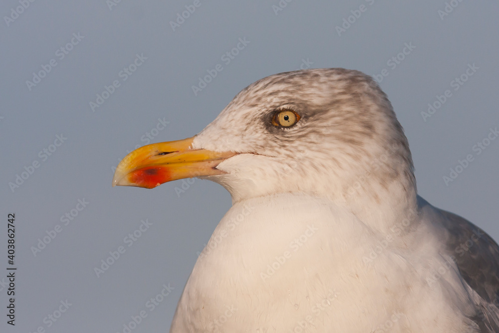 Zilvermeeuw, European Herring Gull, Larus argentatus Zilvermeeuw, European Herring Gull, Larus argentatus