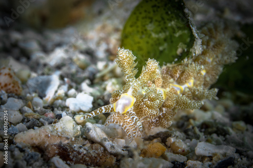 Nuidbranch camouflages with coral reef photo