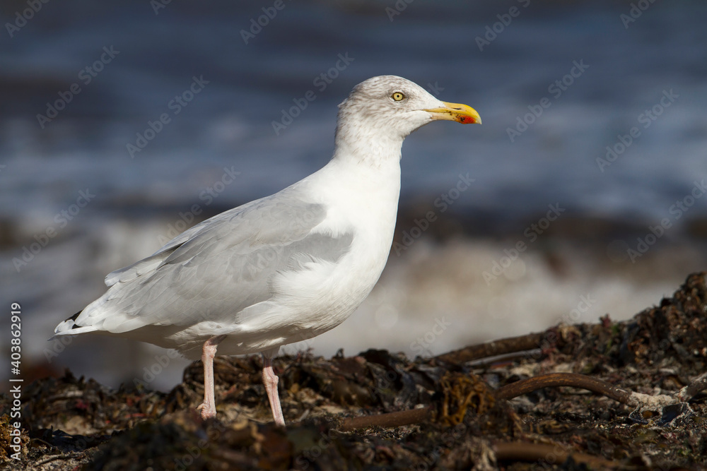 Obraz premium Zilvermeeuw, European Herring Gull, Larus argentatus
