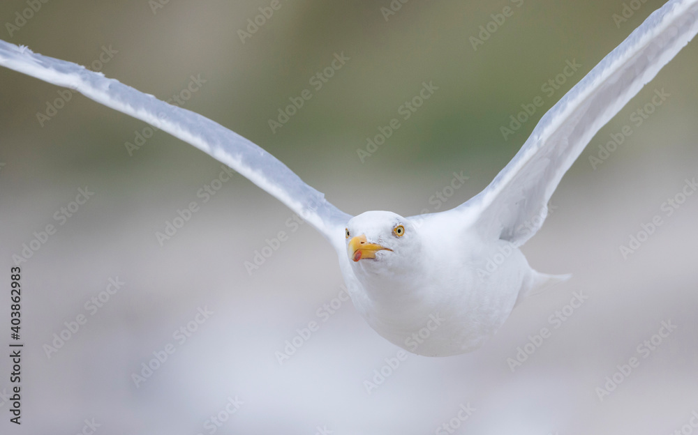 Zilvermeeuw, European Herring Gull, Larus argentatus Zilvermeeuw, European Herring Gull, Larus argentatus