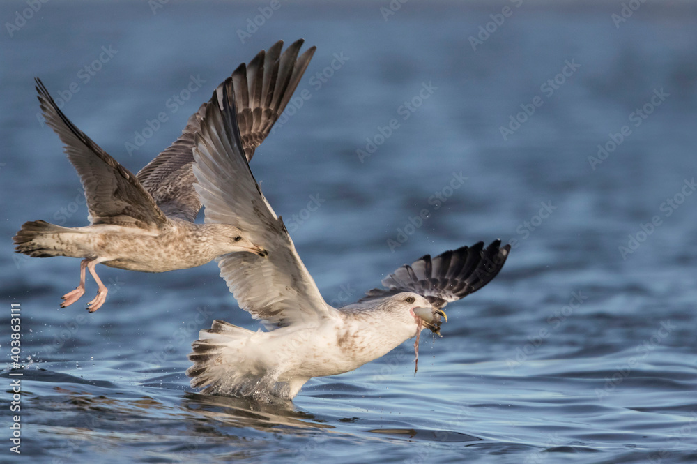Fototapeta premium Herring Gull, zilvermeeuw, Larus argentatus