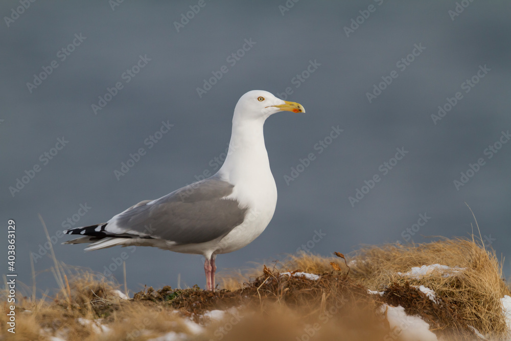Herring Gull, Zilvermeeuw, Larus argentatus ssp. argentatus Herring Gull, Zilvermeeuw, Larus argentatus ssp. argentatus