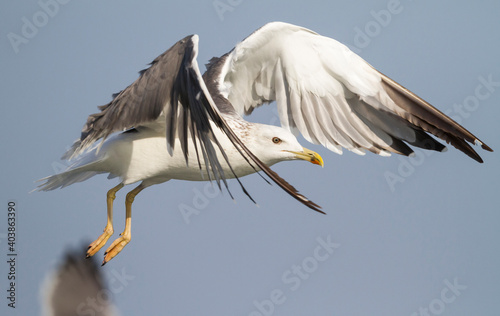 Heuglins Meeuw, Heuglin's Gull, Larus heuglini photo