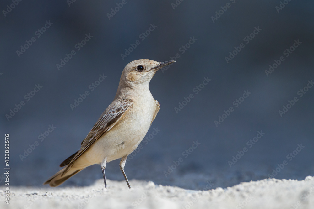 Monnikstapuit, Hooded Wheatear, Oenanthe monacha Monnikstapuit, Hooded Wheatear, Oenanthe monacha