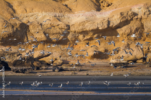 Heuglins Meeuw, Heuglin's Gull, Larus heuglini photo