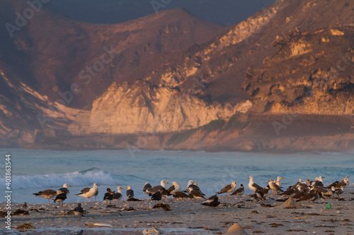 Heuglins Meeuw, Heuglin's Gull, Larus heuglini photo