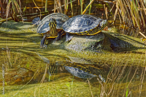 Turtles climbed out of the water onto a log and bask in the sun