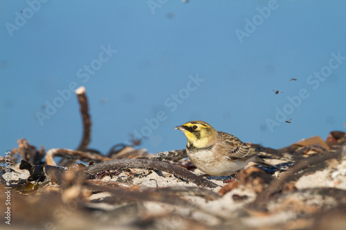 Strandleeuwerik, Shore Lark, Eremophila alpestris flava photo