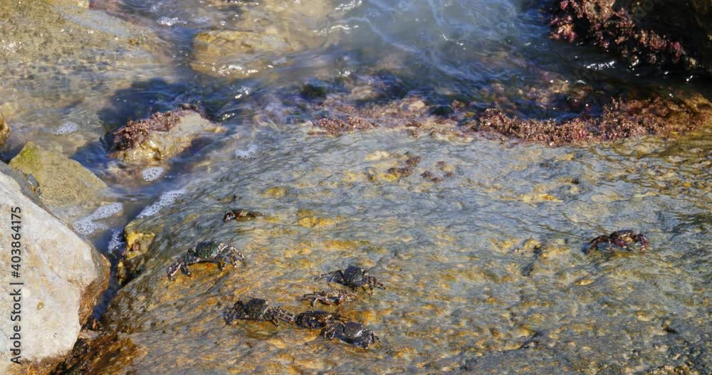 Crabs feed on the rocks of the shore. Some are sheltered between the cracks. Crabs feed on the rocks of the shore. Some are sheltered between the cracks.